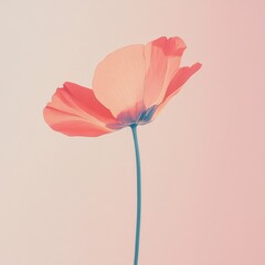 Leinwandbilder - Soft pink poppy flower stands out against a pastel background in a serene composition. Generative AI