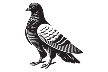 pigeon silhouette