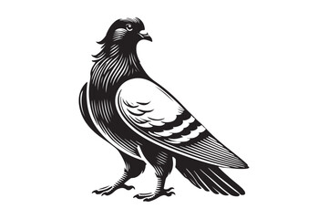 Pigeon Silhouette