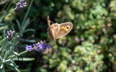 nymphalidae, meadow brown butterfly