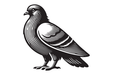 Pigeon Silhouette