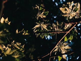 Wall Mural - Tree foliage