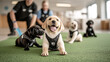 © Jum - A few guide dog puppies playing together in a designated training area.