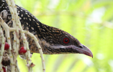 Wall Mural - Close up portrait of a female pacific koel bird in a palm tree