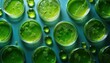 © miss irine - Algae samples in petri dishes. Scientific study for biofuel research. Top view of lab setup. Green algae specimens. Modern biotechnology research. Sustainable energy development. Algae culture for