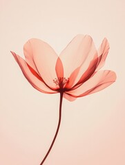 Fototapete - Delicate pink blossom illuminated against soft backdrop showcasing natural beauty of a flower. Generative AI