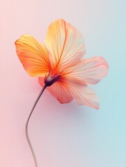 Poster - Beautiful hibiscus flower with soft orange and pink hues against a smooth background display. Generative AI