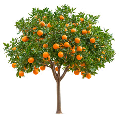  An orange tree full of ripe fruit isolated on transparent background. Generative AI