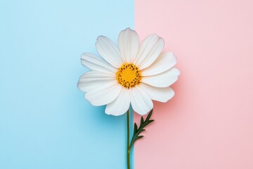 Poster - White flower with yellow center on blue and pink background offers a vibrant contrast for nature enthusiasts or artists. Generative AI
