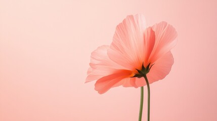 Aufkleber - Delicate peach flower against soft pink background showcasing beauty and simplicity in nature. Generative AI