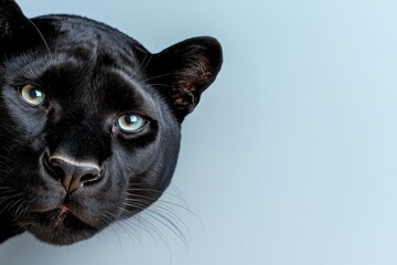 Sticker - Close-up of a black panther's face