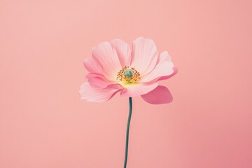 Aufkleber - Delicate pink flower with green center stands against soft pink background in serene floral display. Generative AI