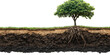 © missisya - Lush Green Tree with Extensive Root System Soil Layers Cross Section View of Nature on transparent background