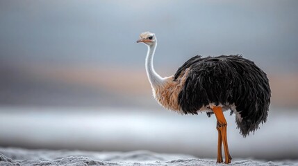 Rhea standing beach dawn wildlife nature