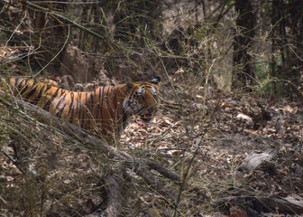 Wildlife of Madhya Pradesh