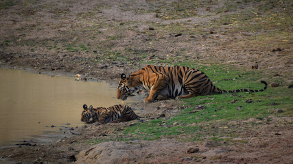 Wildlife of Madhya Pradesh