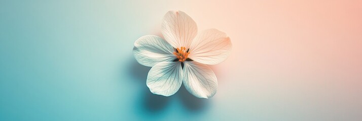 Poster - Delicate white flower with soft colorful background seen in close up during a serene moment. Generative AI