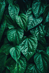 Wall Mural - abstract tropical leaf textures on dark tone, natural green background.