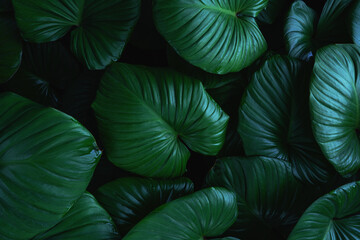 Wall Mural - closeup nature view of green leaf texture, dark wallpaper concept, nature background, tropical leaf.