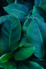 Wall Mural - abstract tropical leaf textures on dark tone, natural green background.