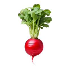 Wall Mural - fresh radish isolated on white background