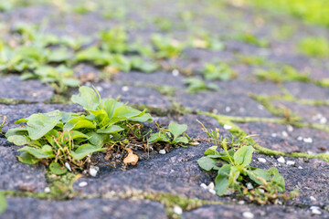 Wall Mural - A small patch of green grass is growing on a brick sidewalk