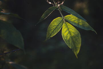 Wall Mural - A leaf is shown in a dark background with a bright green color