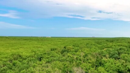 Wall Mural - Panorama view tropical jungle nature blue sky Tulum Mexico.