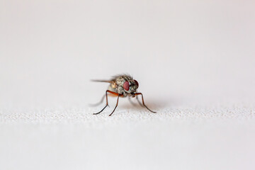 macro of a fly isolated against white background
