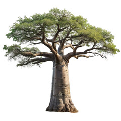 majestic african baobab tree isolated
