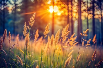 Sticker - summer sunset in the forest