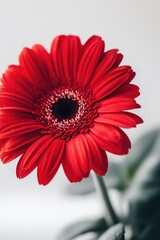 Canvas Print - Red Flower in Vase