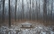© Nas - Snowy forest path with bench.