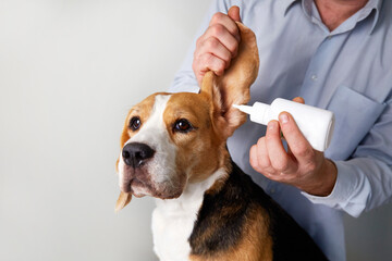 Wall Mural - The veterinarian instills drops into the ears of the beagle dog. Pet care, examination and treatment in a veterinary clinic. 