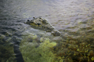 Wall Mural - Ein Kaiman im Wasser