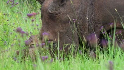 Wall Mural - A close-up of a rhino moving gracefully through the lush green bushveld, searching for graze. Captured in 4K high resolution, showcasing its powerful presence and natural habitat.