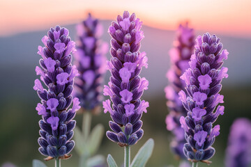 Poster - Three Lavender Flowers Bloom at Sunset