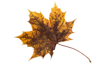 Wall Mural - dark brown dry autumn maple leaf isolated transparent png