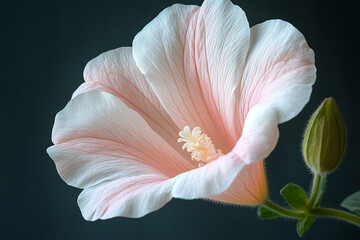 Wall Mural - Delicate Pink Hibiscus Flower Blossom Close Up