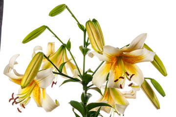 Wall Mural - Large white lily flowers isolated on white background