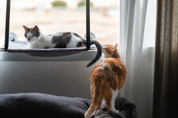 Wall Mural - two domestic cats interact by the window