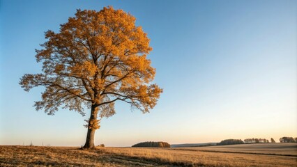 Wall Mural - A lone tree stands tall against a clear blue autumn sky with its leaves reflecting the warm sunlight and creating a sense of tranquility, light, weather, tree