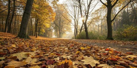 Wall Mural - A carpet of changing leaves underfoot in an autumnal forest with sunlight filtering through the trees and casting a warm glow on the ground, nature, tree
