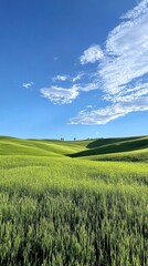 Wall Mural - Vibrant green fields under a clear blue sky, presenting a serene natural landscape.