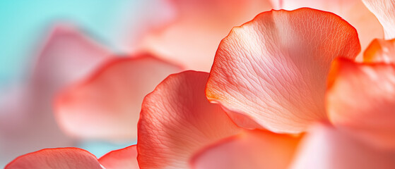 Poster - close up of delicate, glowing petals in soft pink and orange hues, showcasing their natural beauty and intricate textures against gentle blue background