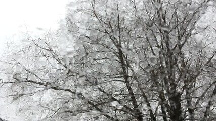 Wall Mural - bare winter tree seen through the window cowered with rain drops and melting snowflakes, sadness and melancholy conception, depressing mood