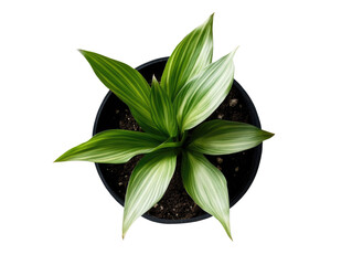 top view of an indoor potted plant on transparent on white background