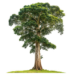 giant teak tree with tall sturdy trunk and broad green canopy, symbolizing strength and nature beaut