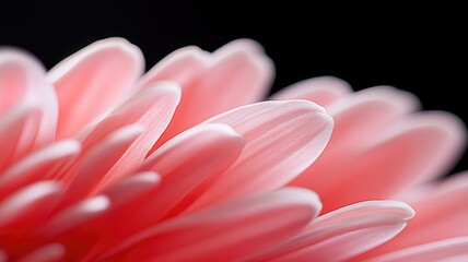 Wall Mural - close-up of pink flower petals against dark background