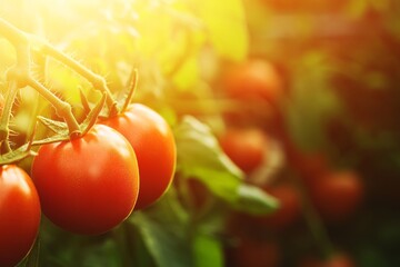 Aufkleber - A colorful tomato plant showcases ripe red fruit hanging from green vines, illuminated by warm sunlight, enhancing the organic feel of the garden landscape